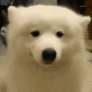 莫得感情的木木