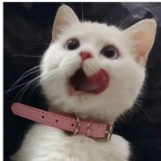 可可爱爱的可爱^o^