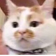 喵喵喵？