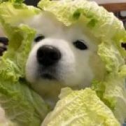 蟹皇酱