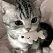 Morii