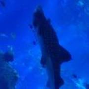 梦里花落知多少