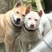 鲁莽先生🍍🐲👧👦🐷