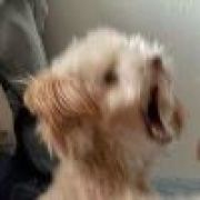 砬の犬