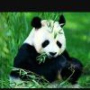 迷糊熊猫