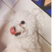 猕猴桃婶婶