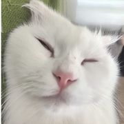 ^(*￣(oo)￣)^