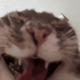 羽毛家今天的饭