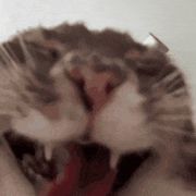 羽毛家今天的饭