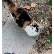 柚三花