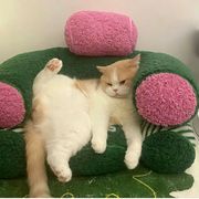 嘻嘻哈哈(❁´ω`❁)