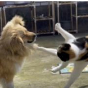 软软甜甜兔萌萌