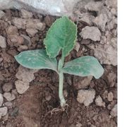 ໑ຼₒ₂₂ღ᭄ꫛ歆琴好꧔ꦿ᭄