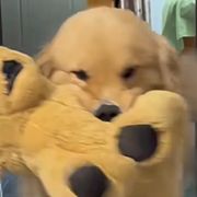 Y