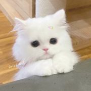 煩訴情