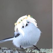 夏星徵