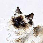 权哥