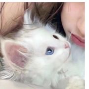 小鲨鱼
