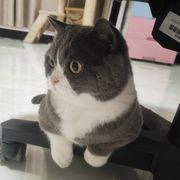 攒钱买颗烤瓷牙