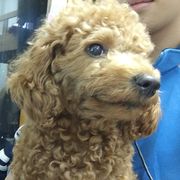 还没有变成凤凰的草鸡