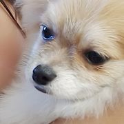 你可爱的小狗狗😊