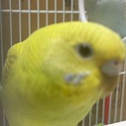 芒果（鹦鹉自己开的号）