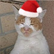 理塘最強伝説絶兇猛虎純真丁一郎