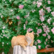 致力于种树的小赵