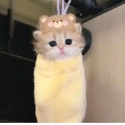 蛋壳