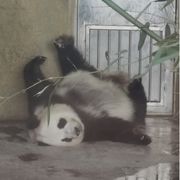 惜