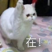 朝而不往