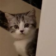 韩龙之星