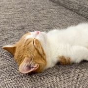 全自动烤面包机