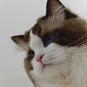 喵