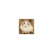 樓