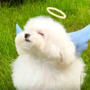 萌茸