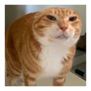 哿( ´ꁖ ` )