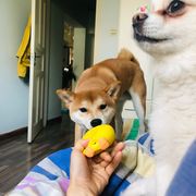 菜叶子