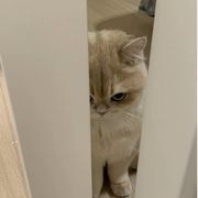 贤