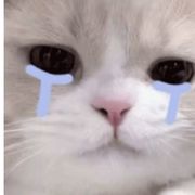 玩轻语光宗耀祖