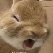 小猫咸菜