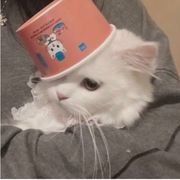 俗猫