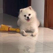 我是呆呆的