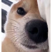 孤独的圣骑士