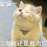 玫瑰猫猫