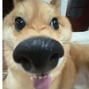 自觉性