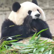 对方正在输入...