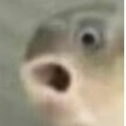 ＋——＋