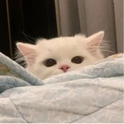 日薄西山满尘沙