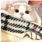 长相思